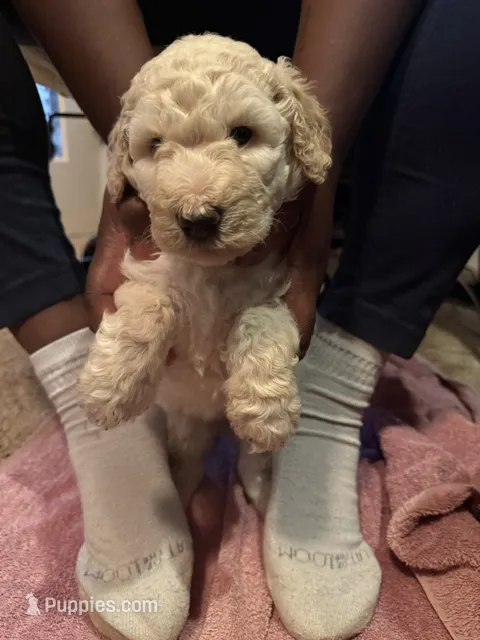 Male 2 – Poodle - Standard  puppy for sale in Macon, GA