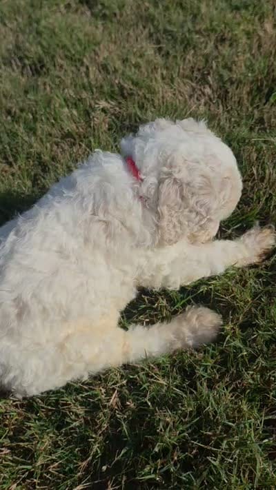 Ezra, a male Poodle - Multi-Colored Standard for sale in Macon, GA – 6 of 9