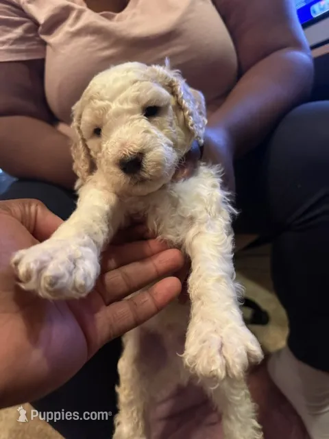 Male 1 – Poodle - Standard  puppy for sale in Macon, GA