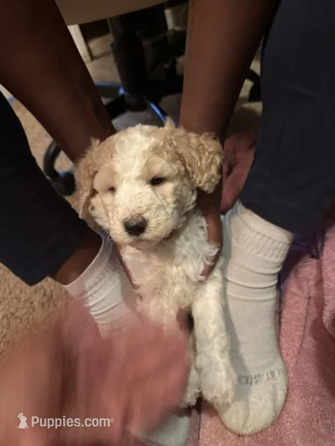 Female 2 – Poodle - Standard  puppy for sale in Macon, GA