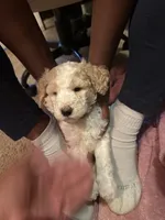 Female 2, a male Poodle - Standard  for sale in Macon, GA – 1 of 7