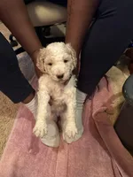 Male 3, a male Poodle - Standard  for sale in Macon, GA – 1 of 8