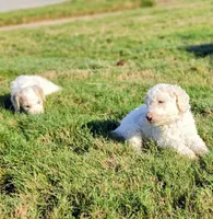 Male 1, a male Poodle - Standard  for sale in Macon, GA – 4 of 7