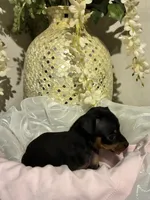 Kat, a female Miniature Pinscher for sale in Richmond City, VA – 4 of 6