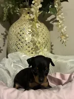 Kat, a female Miniature Pinscher for sale in Richmond City, VA – 2 of 6