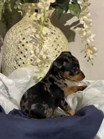 Pepper, a male Miniature Pinscher for sale in Richmond City, VA – 2 of 6