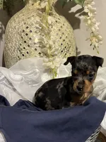 Pepper, a male Miniature Pinscher for sale in Richmond City, VA – 4 of 6