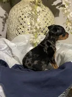 Pepper, a male Miniature Pinscher for sale in Richmond City, VA – 6 of 6