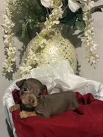 Brownie , a female Miniature Pinscher for sale in Richmond City, VA – 4 of 4