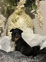 Kit, a male Miniature Pinscher for sale in Richmond City, VA – 4 of 4