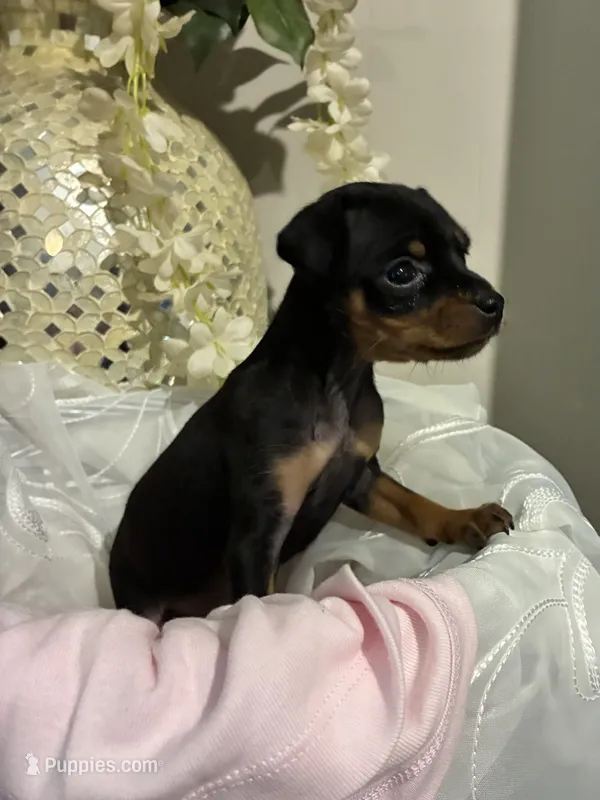 Kat – Miniature Pinscher puppy for sale in Richmond City, VA