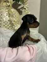 Kat, a female Miniature Pinscher for sale in Richmond City, VA – 1 of 6