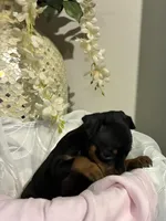 Kat, a female Miniature Pinscher for sale in Richmond City, VA – 3 of 6