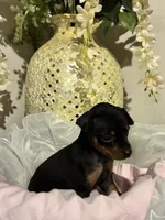 Kat, a female Miniature Pinscher for sale in Richmond City, VA – 5 of 6
