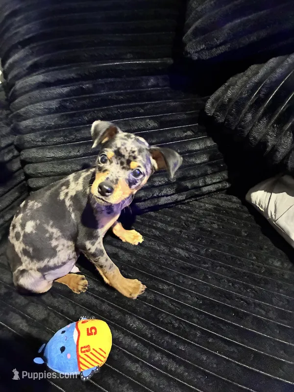 Pepper – Miniature Pinscher puppy for sale in Richmond City, VA
