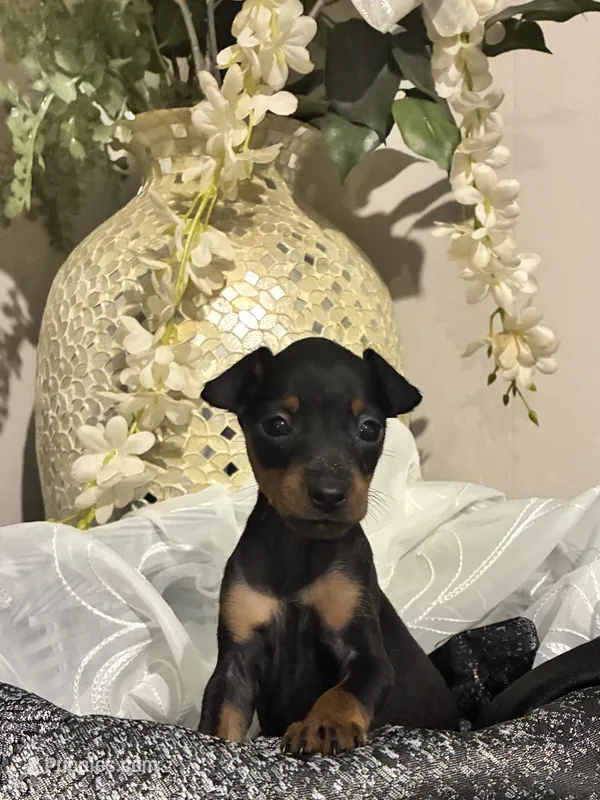 Kit – Miniature Pinscher puppy for sale in Richmond City, VA
