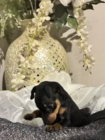Kit, a male Miniature Pinscher for sale in Richmond City, VA – 3 of 4
