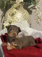 Brownie , a female Miniature Pinscher for sale in Richmond City, VA – 2 of 4