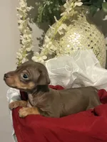 Brownie , a female Miniature Pinscher for sale in Richmond City, VA – 1 of 4