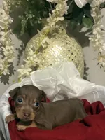 Brownie , a female Miniature Pinscher for sale in Richmond City, VA – 3 of 4