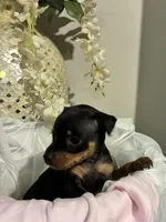 Kat, a female Miniature Pinscher for sale in Richmond City, VA – 6 of 6