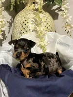 Pepper, a male Miniature Pinscher for sale in Richmond City, VA – 5 of 6