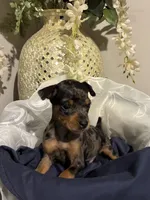 Pepper, a male Miniature Pinscher for sale in Richmond City, VA – 3 of 6