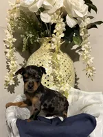 Pepper, a male Miniature Pinscher for sale in Richmond City, VA – 1 of 6