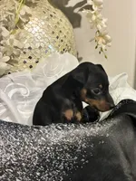 Kit, a male Miniature Pinscher for sale in Richmond City, VA – 2 of 4