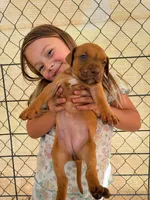 Selena, a female American Pit Bull Terrier for sale in DeLand, FL – 5 of 10