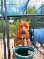 Selena, a female American Pit Bull Terrier for sale in DeLand, FL – 8 of 10
