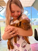 Selena, a female American Pit Bull Terrier for sale in DeLand, FL – 4 of 10