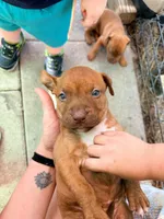 Selena, a female American Pit Bull Terrier for sale in DeLand, FL – 6 of 10