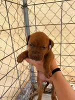 Selena, a female American Pit Bull Terrier for sale in DeLand, FL – 3 of 10