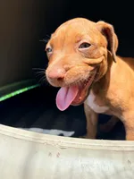 Selena, a female American Pit Bull Terrier for sale in DeLand, FL – 1 of 10