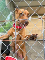 Selena, a female American Pit Bull Terrier for sale in DeLand, FL – 9 of 10