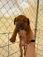 Selena, a female American Pit Bull Terrier for sale in DeLand, FL – 7 of 10