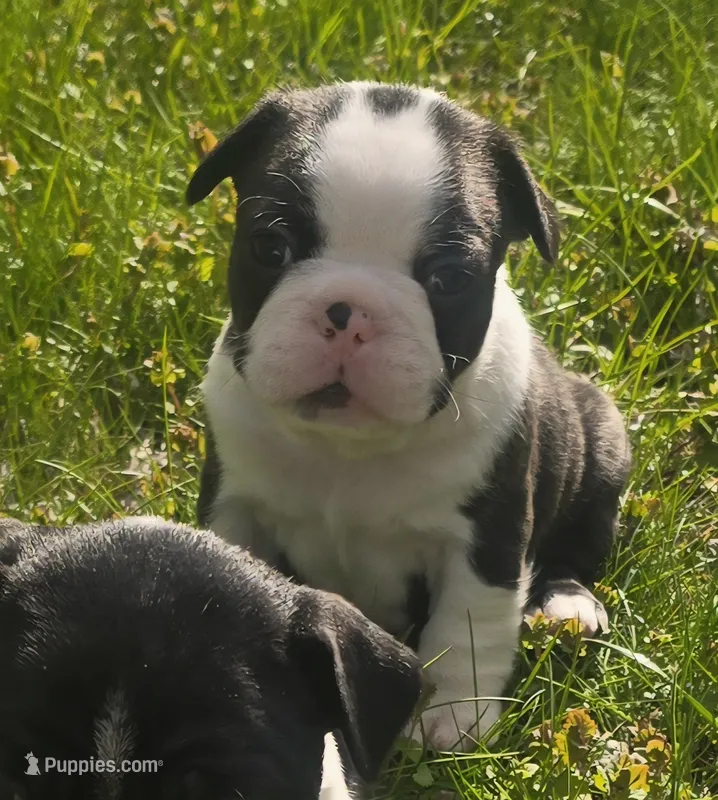Holstein – Boston Terrier, French Bulldog puppy for sale in Monticello, MN