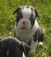 Holstein, a male Boston Terrier and French Bulldog for sale in Monticello, MN – 1 of 3