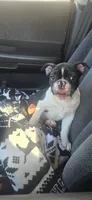 Billy, a male Boston Terrier and French Bulldog for sale in Monticello, MN – 3 of 7