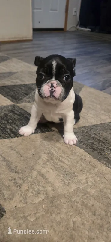 Billy – Boston Terrier, French Bulldog puppy for sale in Monticello, MN