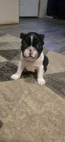 Billy, a male Boston Terrier and French Bulldog for sale in Monticello, MN – 1 of 3