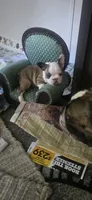 Todd, a male Boston Terrier and French Bulldog for sale in Monticello, MN – 2 of 4