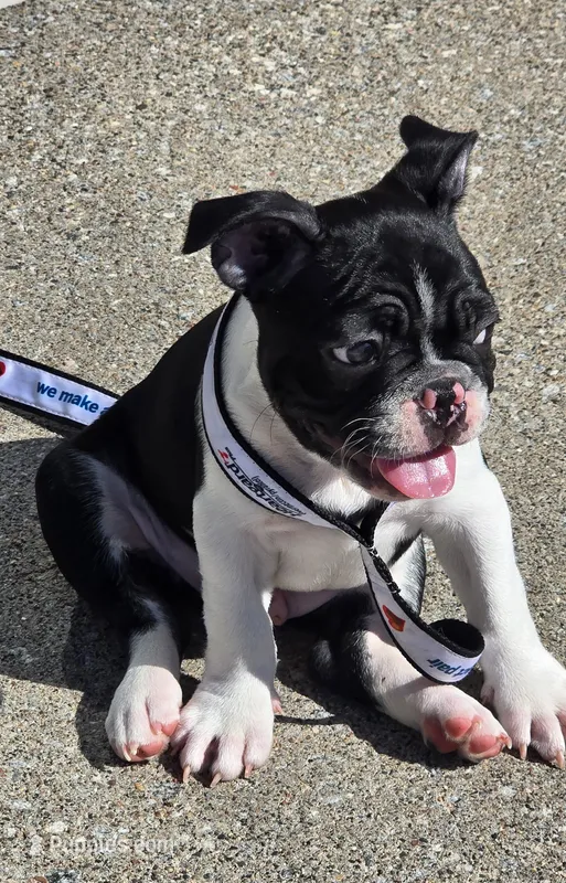 Billy – Boston Terrier, French Bulldog puppy for sale in Monticello, MN