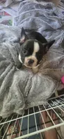 Chet, a male Boston Terrier and French Bulldog for sale in Monticello, MN – 3 of 4