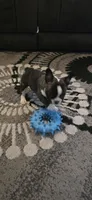 Chet, a male Boston Terrier and French Bulldog for sale in Monticello, MN – 2 of 4