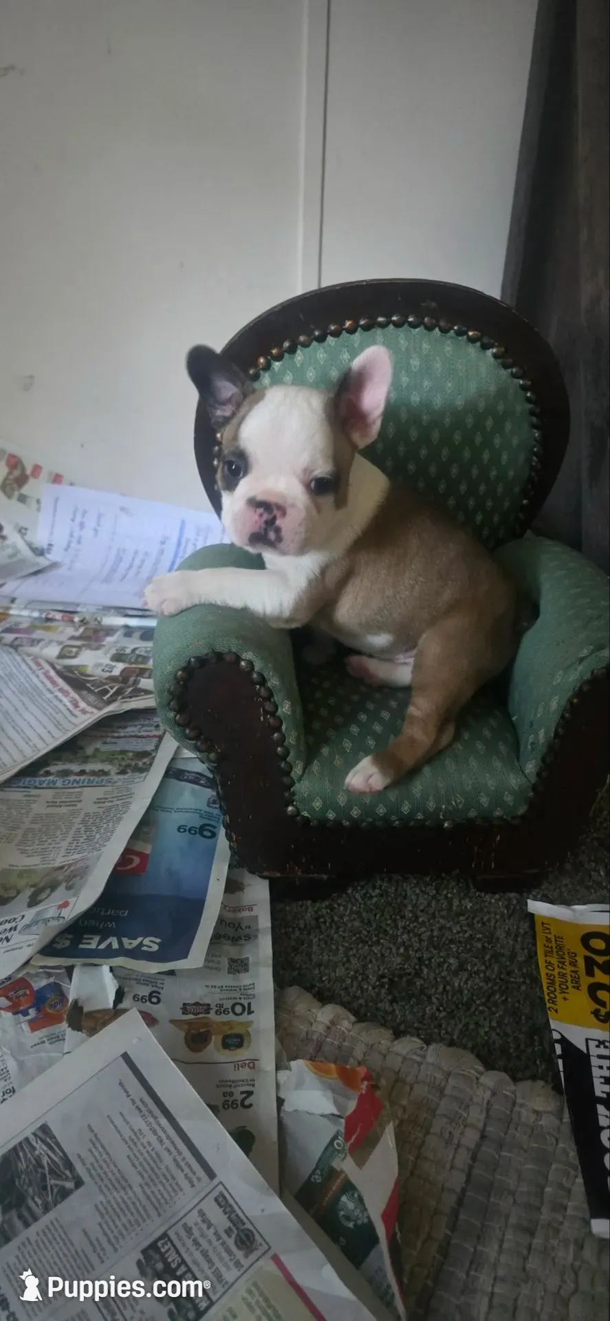 Todd, a male Boston Terrier and French Bulldog for sale in Monticello, MN – 1 of 2