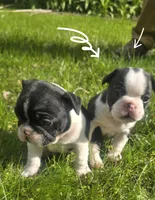Holstein, a male Boston Terrier and French Bulldog for sale in Monticello, MN – 2 of 3