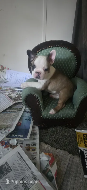Todd – Boston Terrier, French Bulldog puppy for sale in Monticello, MN