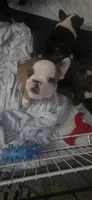 Todd, a male Boston Terrier and French Bulldog for sale in Monticello, MN – 4 of 4
